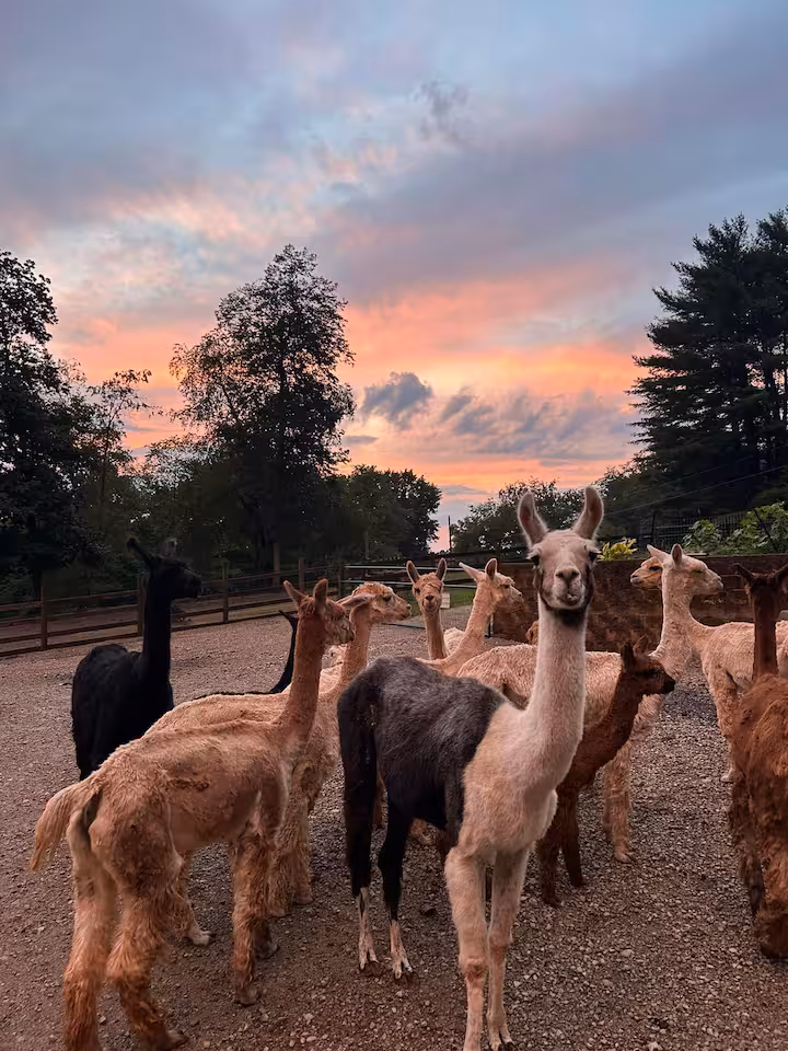 A group of alpacas standing in the farm enclosure beneath a colorful sunset sky