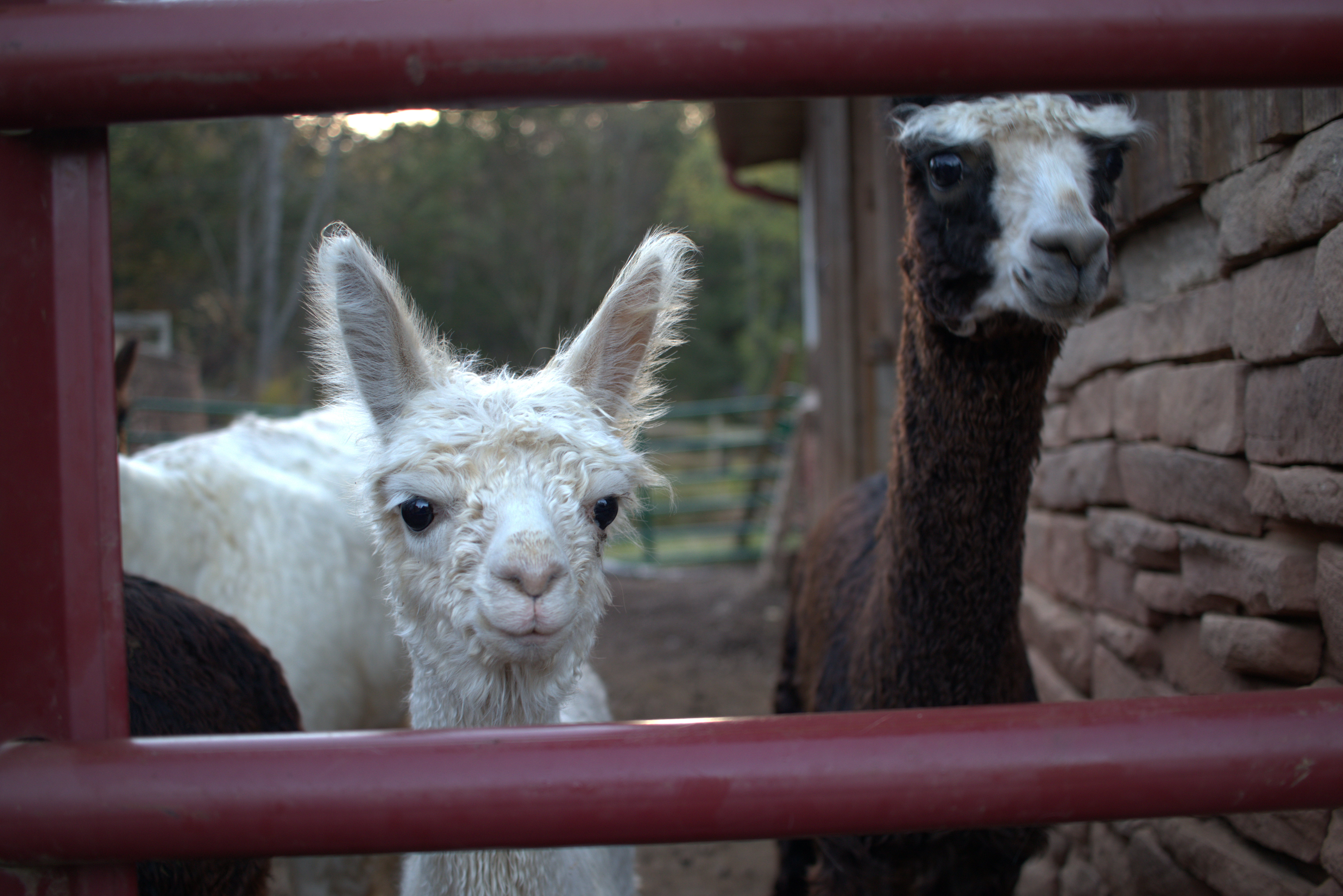 Morning on the farm — replace